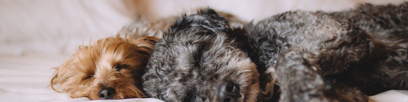 dogs sleeping on bed