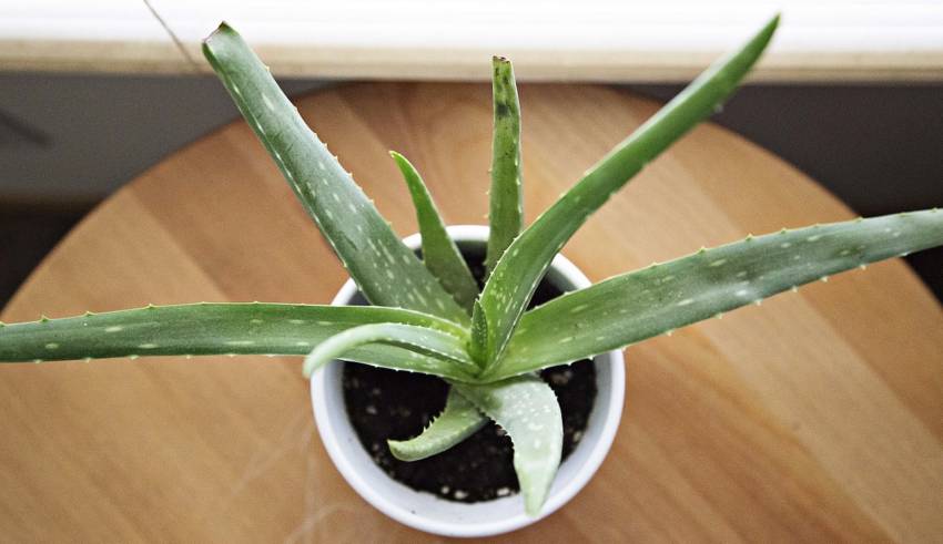 Aloe Vera in India