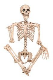 Pose-N-Stay Skeleton