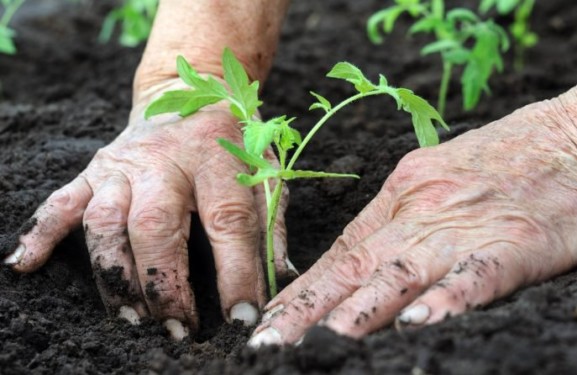 Organic Farming