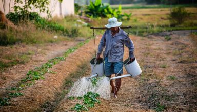 Organic Farming Business