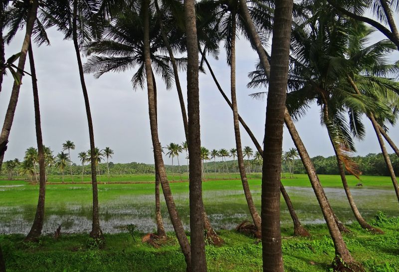 Coconut Groves Pasture Field Goa