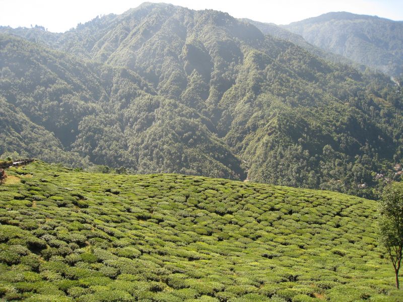 Darjeeling