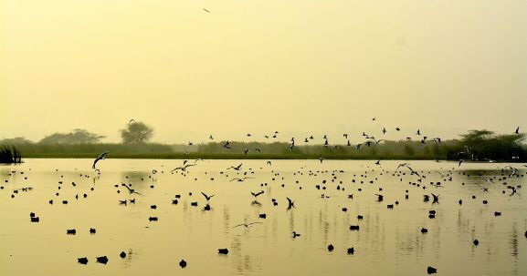 Okhla Bird Sanctuary Noida Delhi