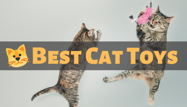 Best Cat Toys