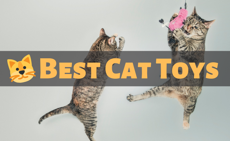 Best Cat Toys