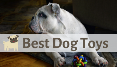 Best Dog Toys