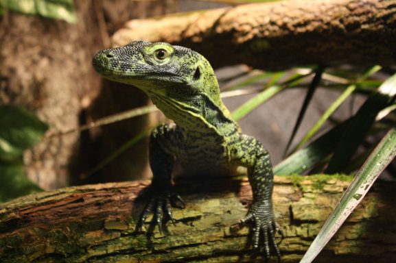 Nashville Zoo