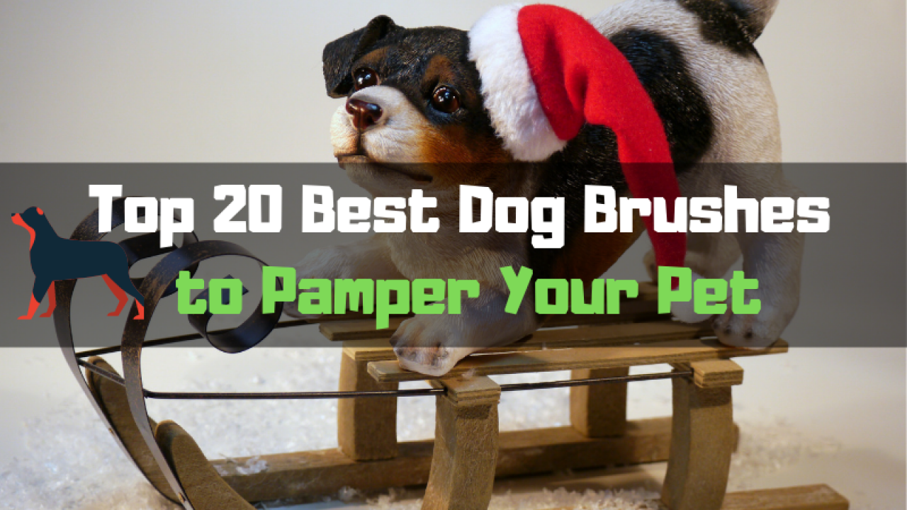 Top 20 Best Dog Brushes To Pamper Your Pet 2020