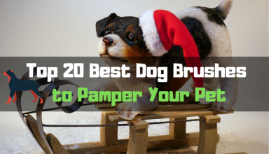 Top 20 Best Dog Brushes to Pamper Your Pet