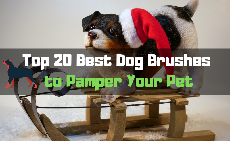 Top 20 Best Dog Brushes to Pamper Your Pet