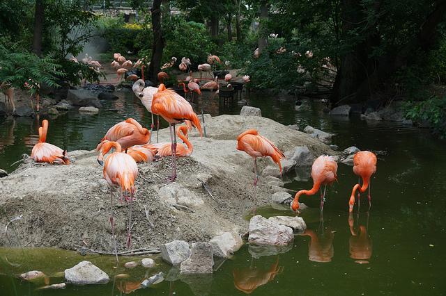 denver zoo