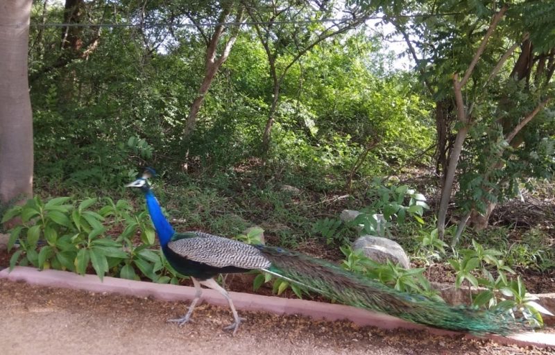 KASU BRAHMANANDA REDDY NATIONAL PARK (KBR NATIONAL PARK)