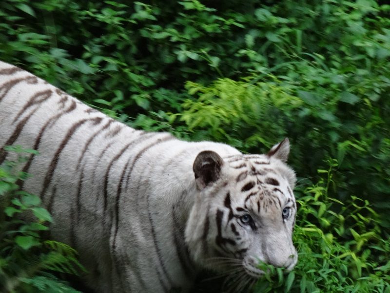 RAJIV GANDHI ZOOLOGICAL PARK