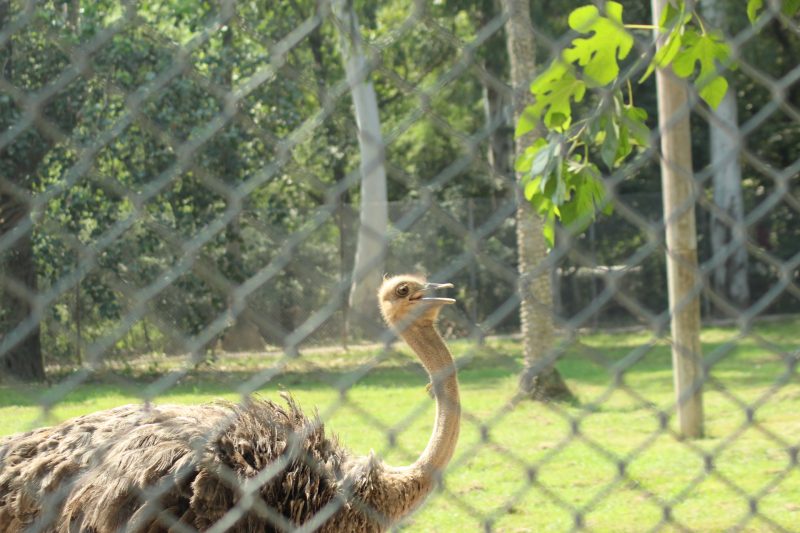 CHHATBIR ZOO