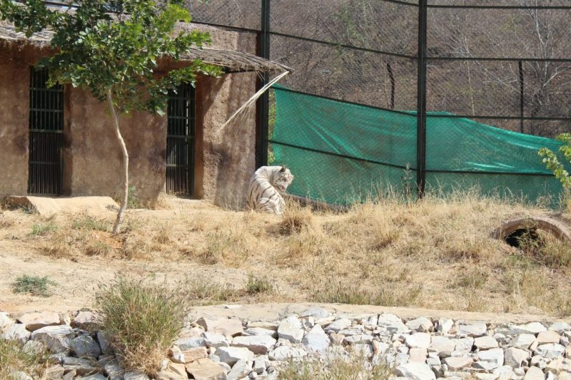 NAHARGARH BIOLOGICAL PARK