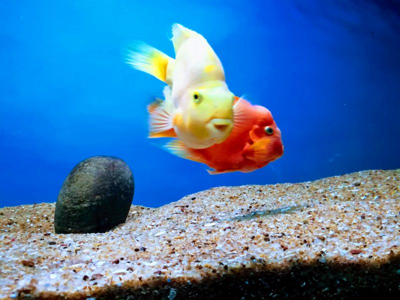 BANGALORE AQUARIUM