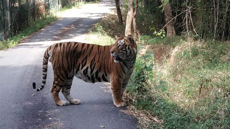 BANNERGHATTA BIOLOGICAL PARK