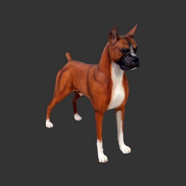 Fiberglass robust Life-size Boxer dog statue