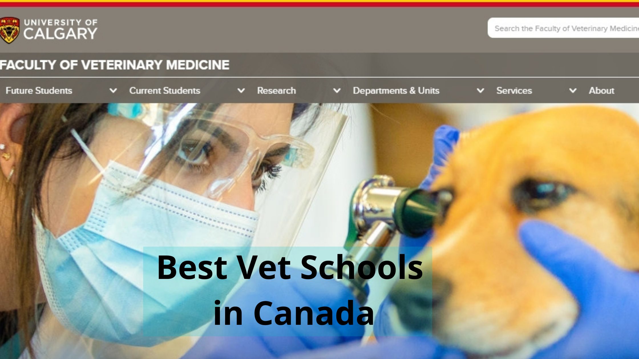 10 Best Vet Schools in Canada For Veterinary Studies in 2023