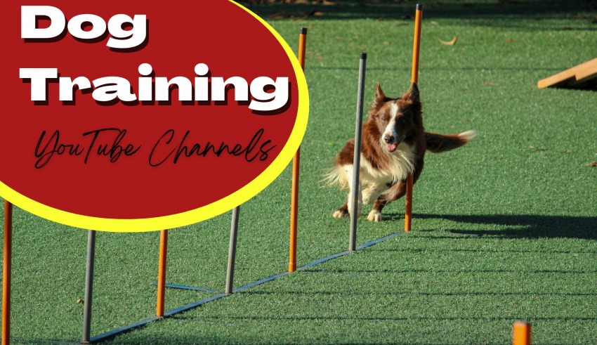 Hoopvol Aandringen kennisgeving 10 Best Dog Training YouTube Channels You Must See In 2023