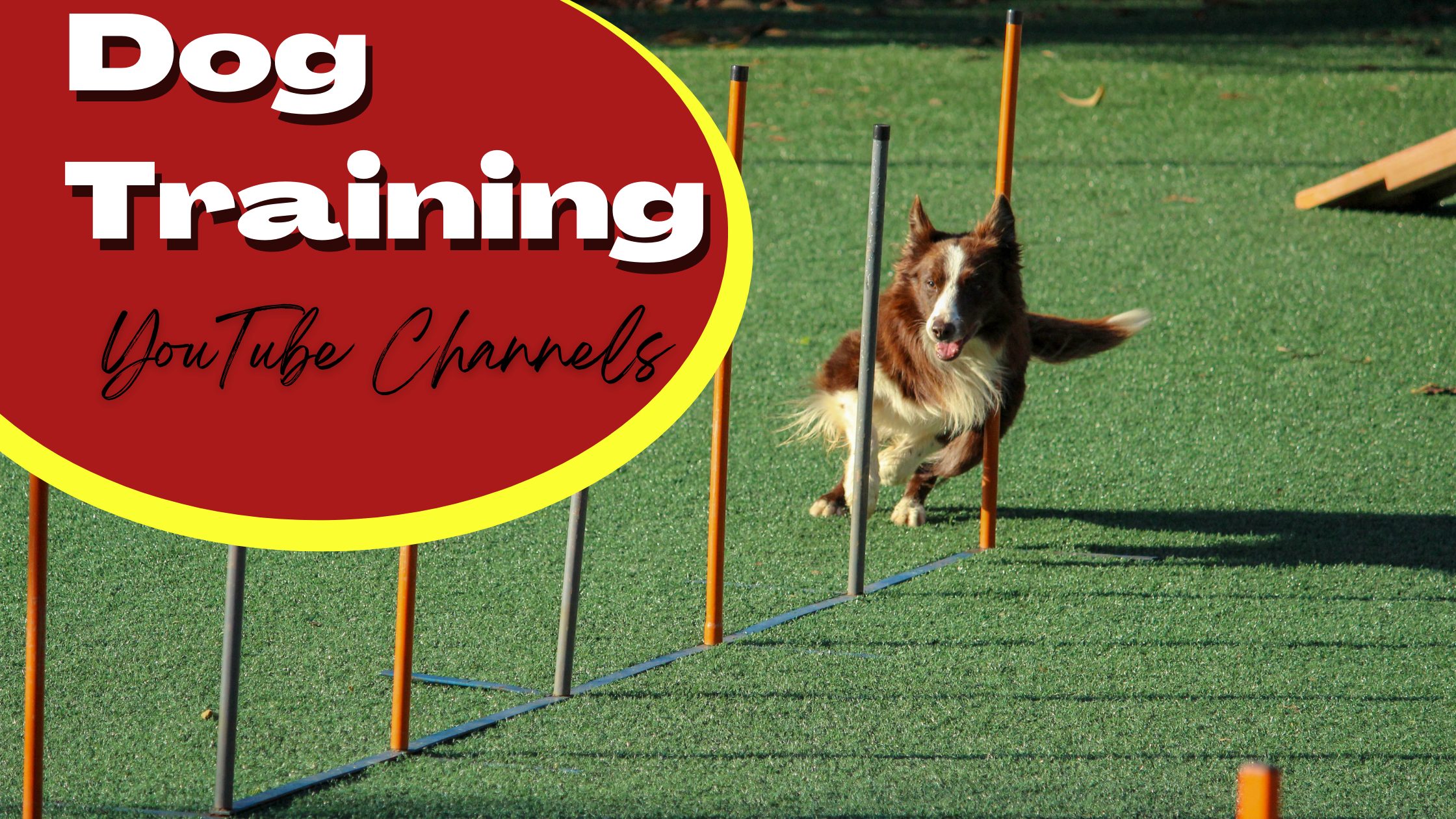 What Is Positive Dog Training