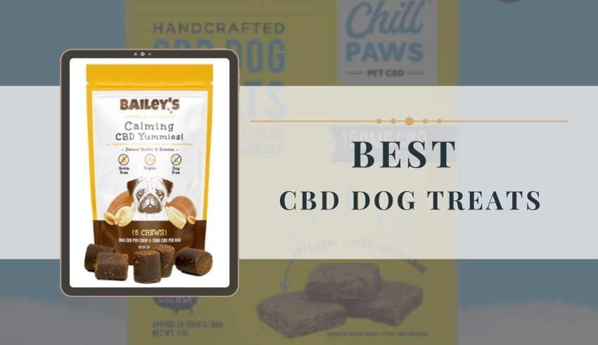 10 Best CBD Dog Treats - Best CDB Oil Treats for Dogs