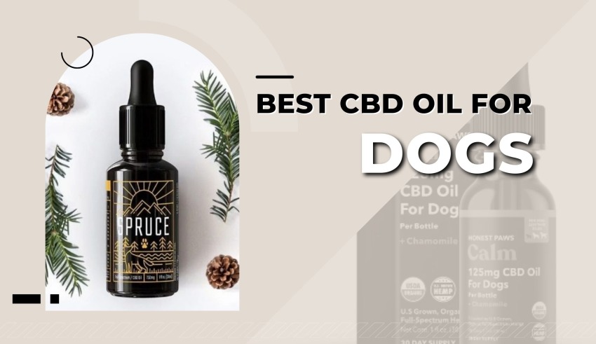 Best CBD Oil for Dogs