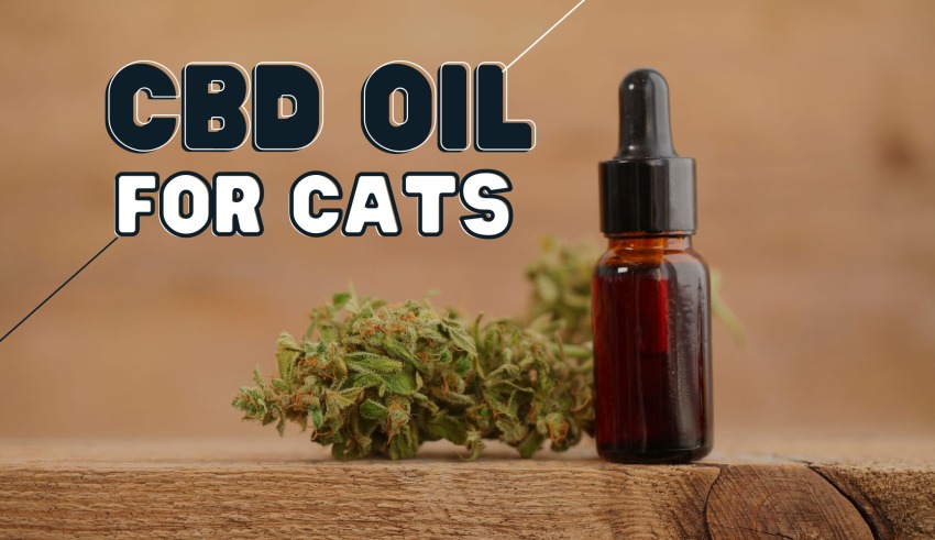 CBD Oil for Cats